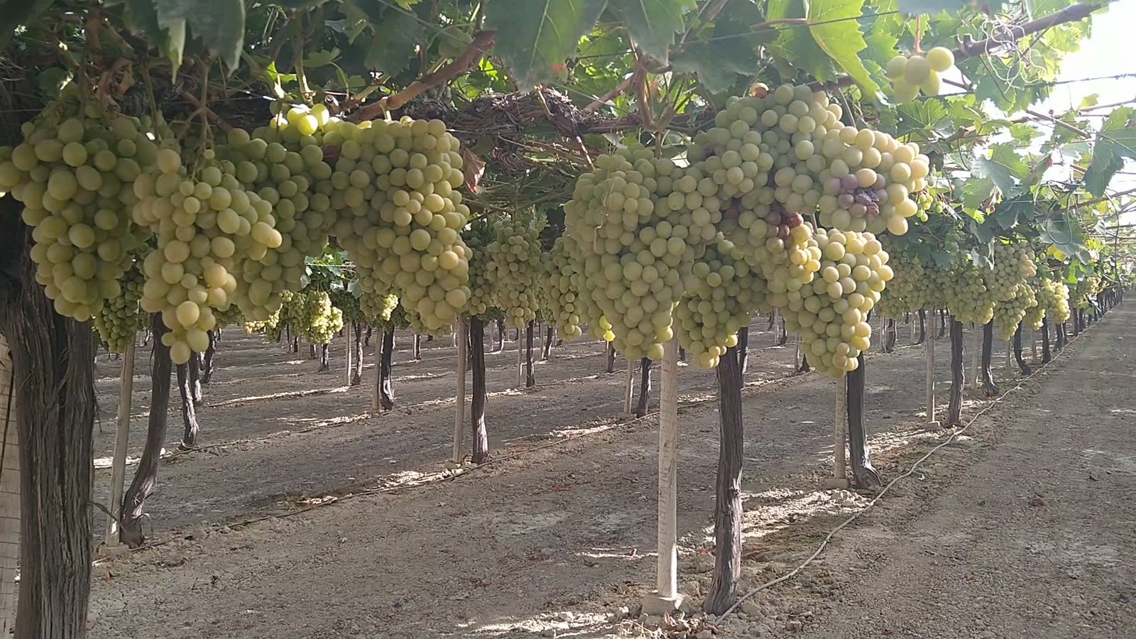 Parral de uva de mesa con racimos grandes de uva blanca en la finca de Ismael Tudela, monitorizada con sensores Prismab