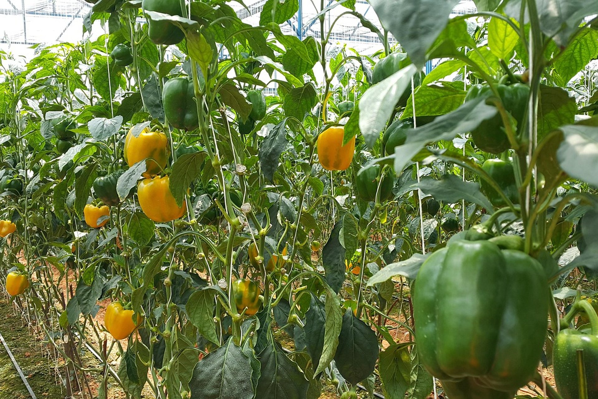Plantas de pimiento con fruto en un invernadero