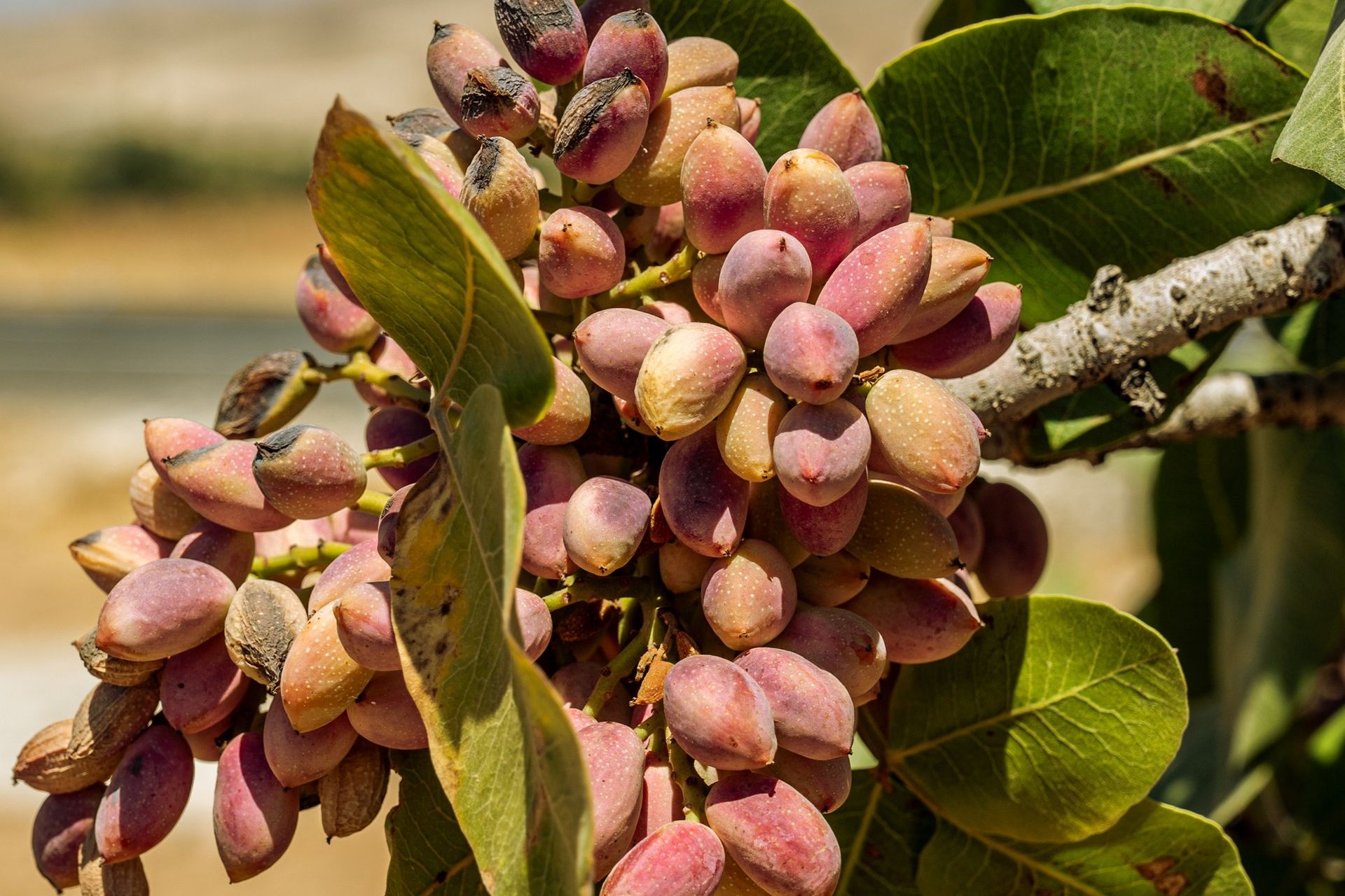 Racimos de pistachos rosados en el árbol