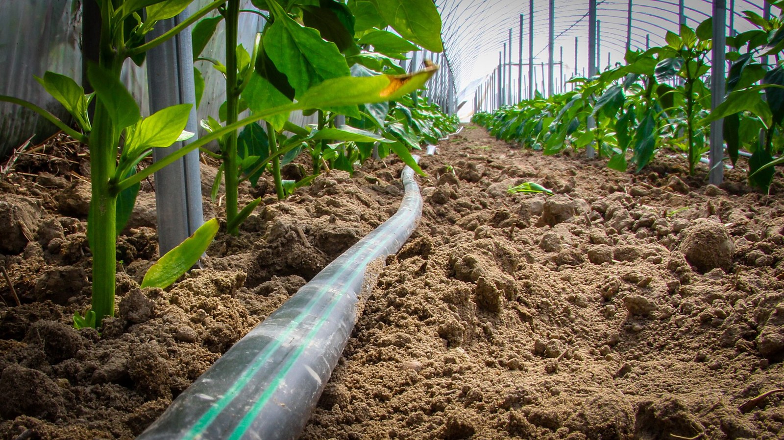 Medición del agua de riego: cómo comprobar que llega igual a cada planta
