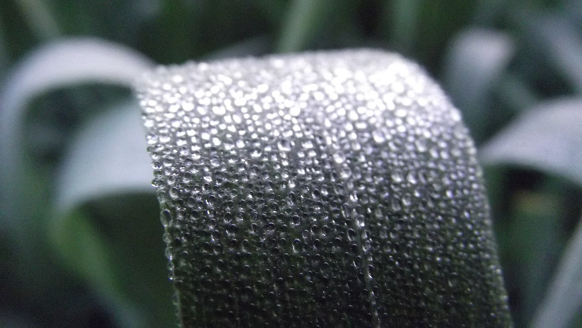 Hoja de trigo cubierta de gotas de rocío al amanecer, cuando la humedad relativa del aire roza la saturación