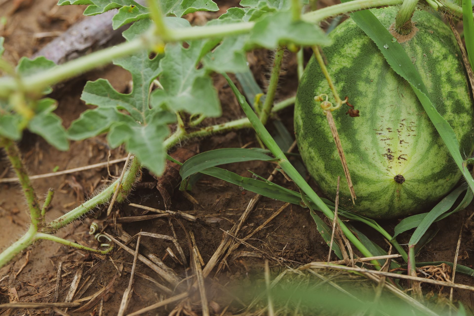 Sandía creciendo en el suelo entre las hojas de la planta