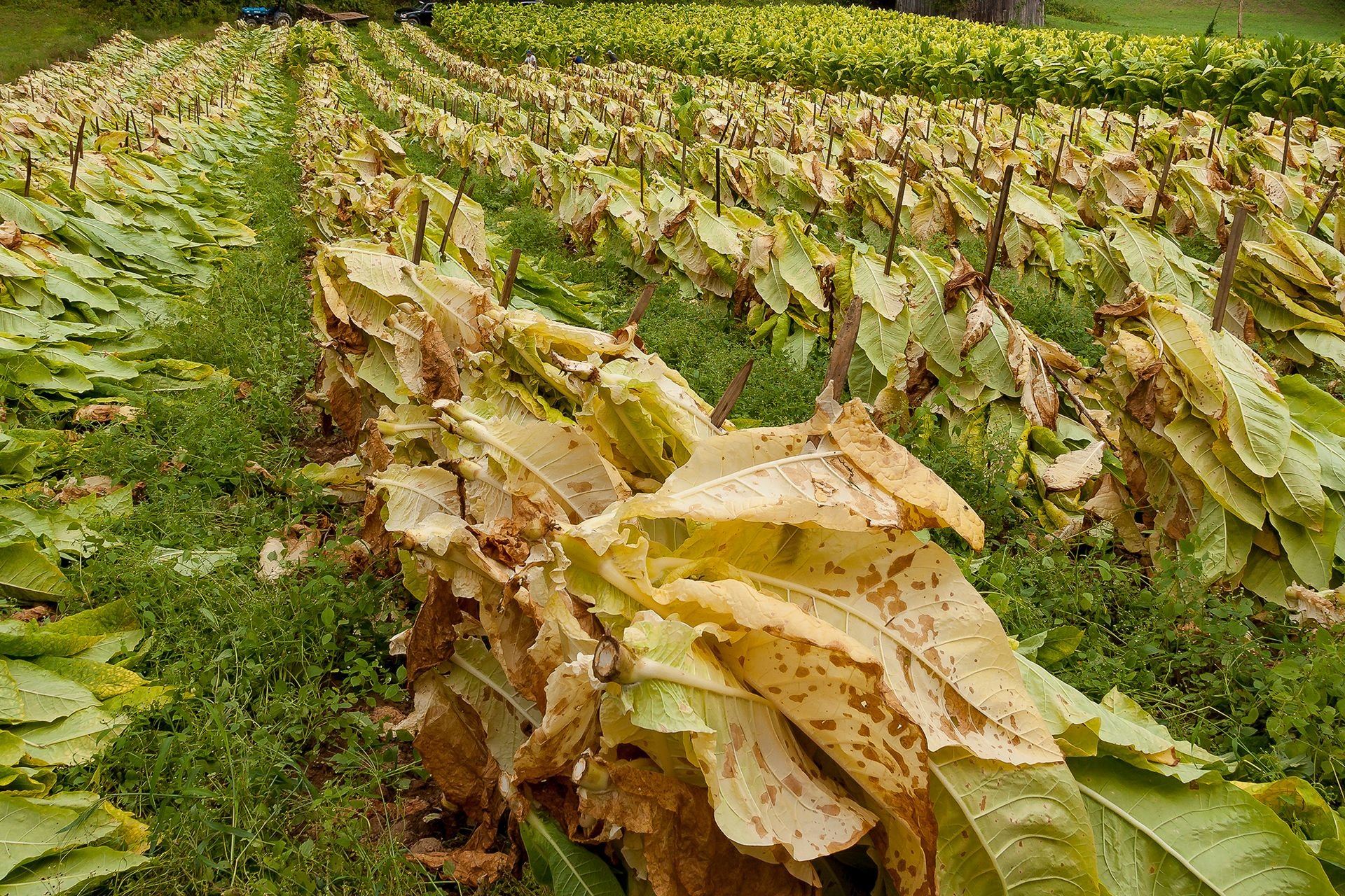 Plantas de tabaco en hileras en el campo