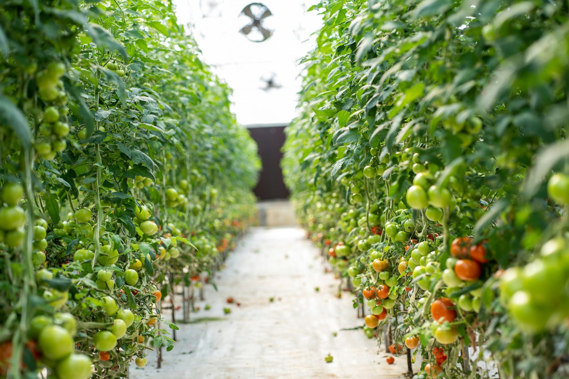 Hileras de tomateras con fruto en un invernadero