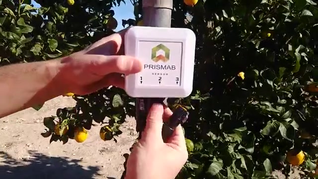 Manos fijando un transmisor Prismab blanco en un poste entre naranjos con fruta