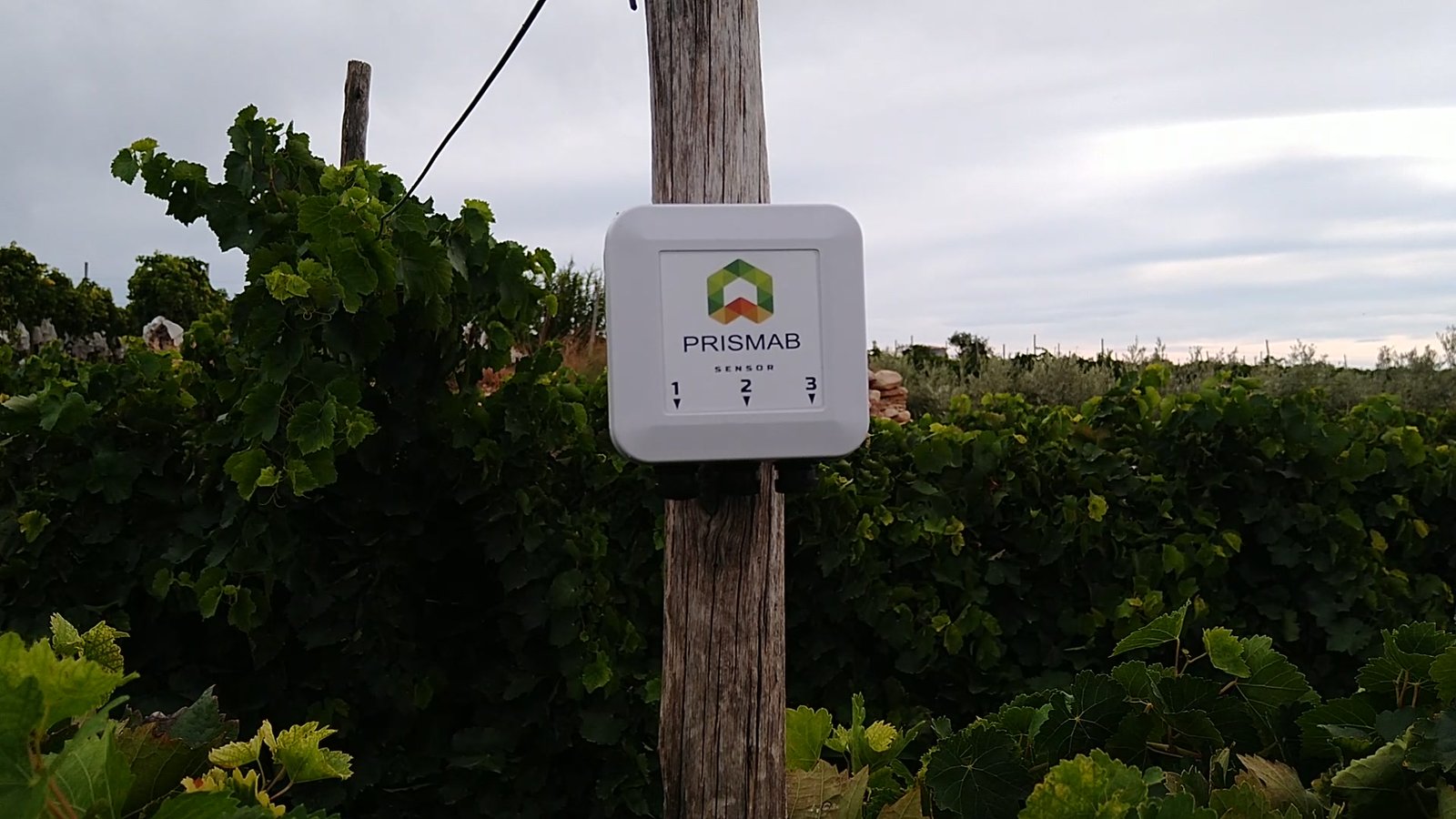 Viñedo en espaldera con un transmisor Prismab en un poste