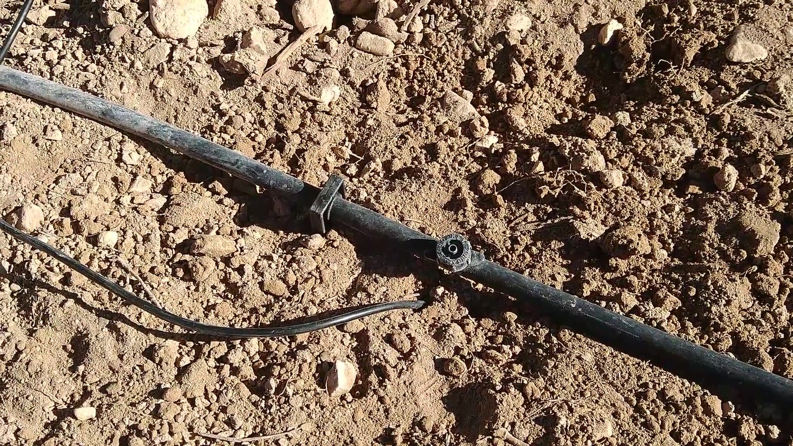 Tubería de riego por goteo con un gotero sobre suelo seco y pedregoso