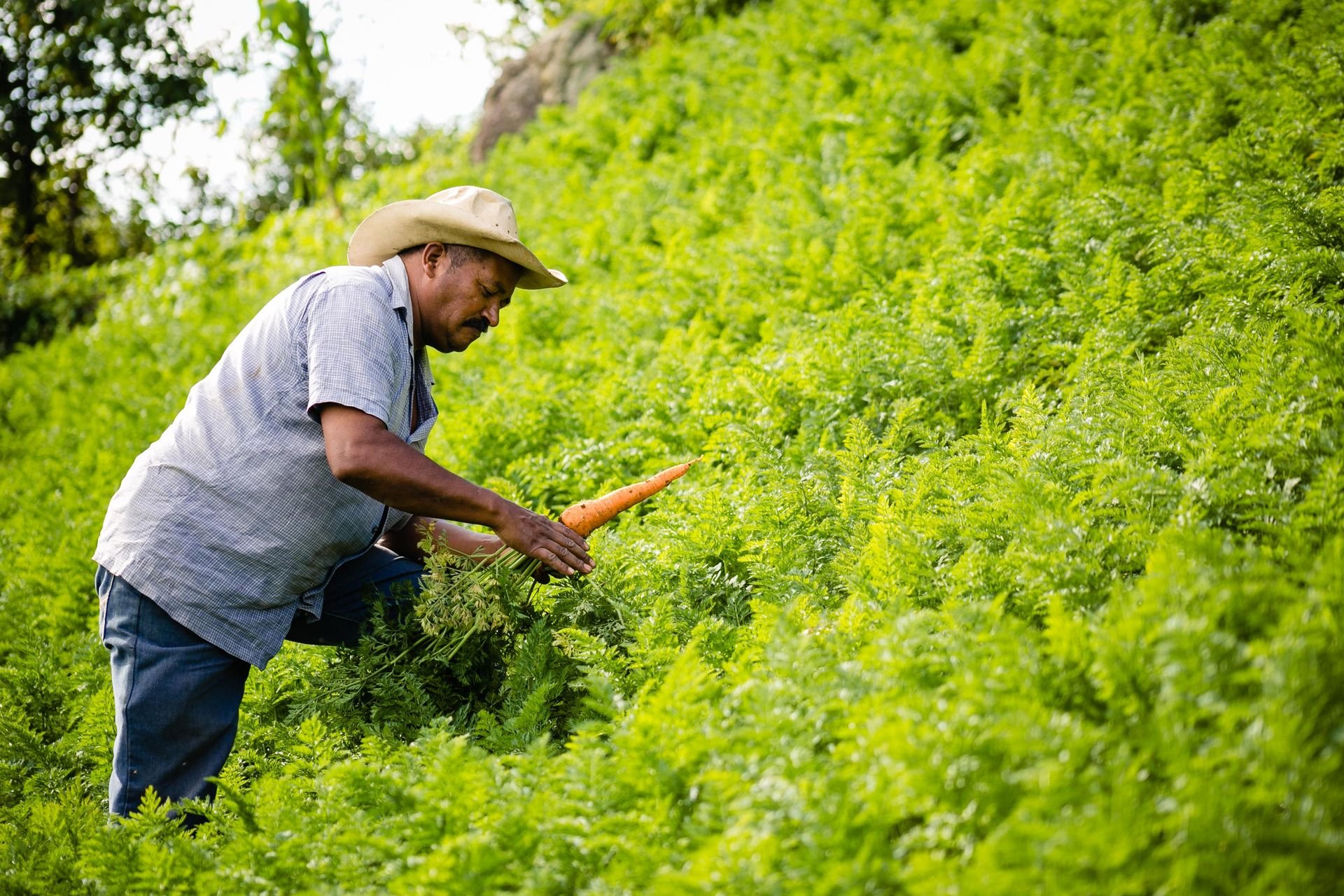 Agricultor arrancando zanahorias en el campo